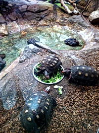 Zoo Antwerpen Zoo Antwerpen
