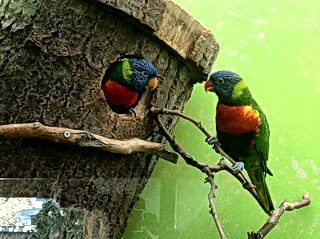 Zoo Antwerpen Zoo Antwerpen
