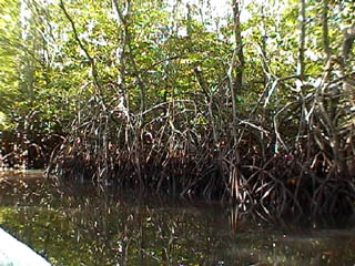 NL: mangrove