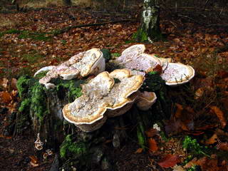 Paddestoelen Paddestoelen