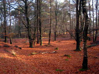 Bos Bos