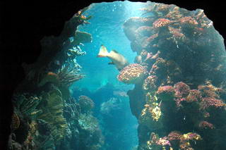 Burgers' Ocean Burgers' Ocean