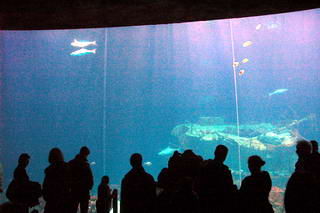 Burgers' Ocean Burgers' Ocean