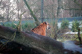 Tijger Tijger