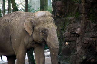 Olifant Olifant