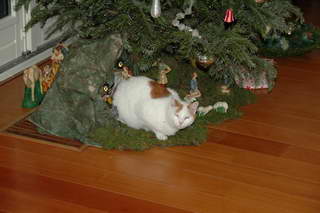 Kat in kerststal Kat in kerststal