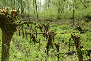 Geknotte wilgen Geknotte wilgen