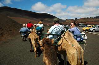 Kamelen Timanfaya Kamelen Timanfaya