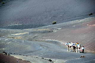 Kamelen Timanfaya Kamelen Timanfaya