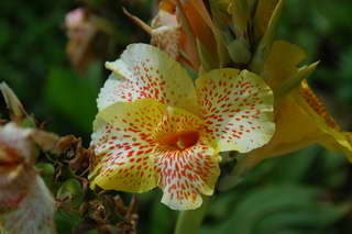 Bloem Bloem