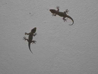 Gekko's Gekko's