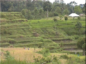 Rijstvelden Lombok Rijstvelden Lombok
