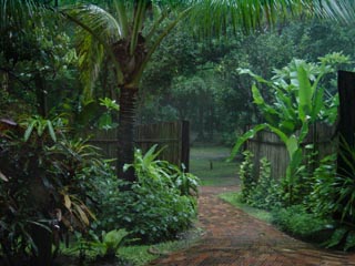 De tuin in de regen
