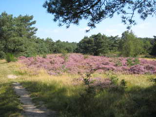 Dwingelderveld Dwingelderveld