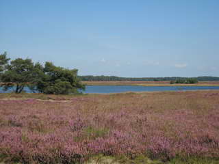 Dwingelderveld Dwingelderveld
