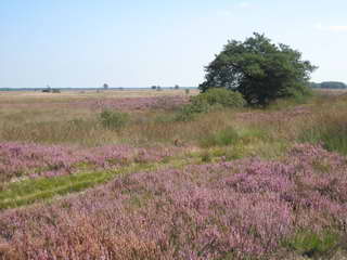 Dwingelderveld Dwingelderveld