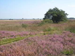 Dwingelderveld